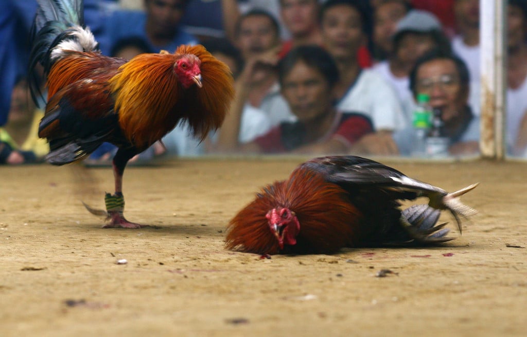 5-Crazy-Things-You-Didnt-Know-About-Cockfighting.jpg