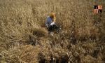 Wheat Crop.jpg