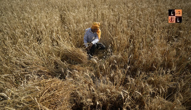 Wheat Crop.jpg