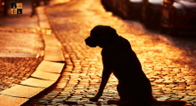Dog.png