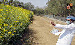 Genetically Modified Crops- Mustard.jpg