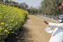Genetically Modified Crops- Mustard.jpg