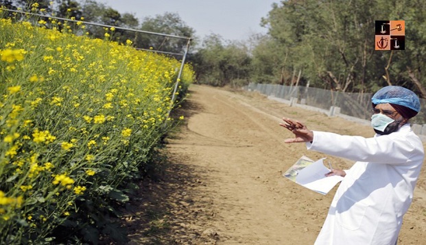 Genetically Modified Crops- Mustard.jpg
