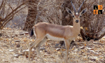 Chinkara deer.jpg