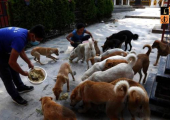 Stray dogs .jpg