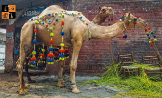 camel-0-1709119113.jpg