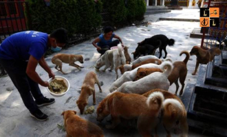Stray dogs .jpg
