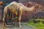 Camel.jpg