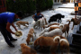 Stray dogs .jpg