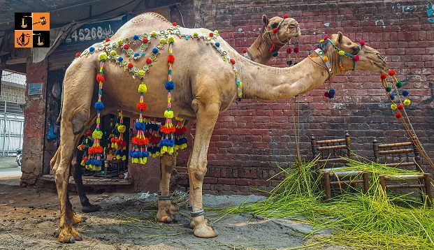 Camel.jpg