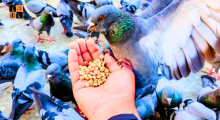 Pigeons.png
