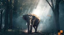 Elephant (2).png