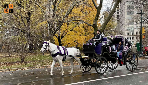 New York Carriage.jpg